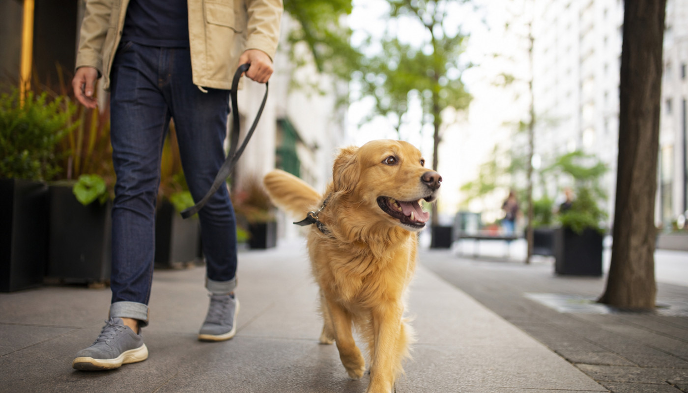 Pourquoi la promenade urbaine bouleverse la routine de votre chien ?